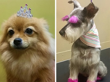 ¡Elige el Gustazo perfecto para tu perrito! $18 por Grooming Spa que incluye: Música de relajación + Limpieza de oídos + Corte de uñas + Baño Spa + Champú exfoliador natural + Secado + Limpieza de huellitas + Recorte básico + Tatuaje a color; o $18 por Pintura creativa para perritos